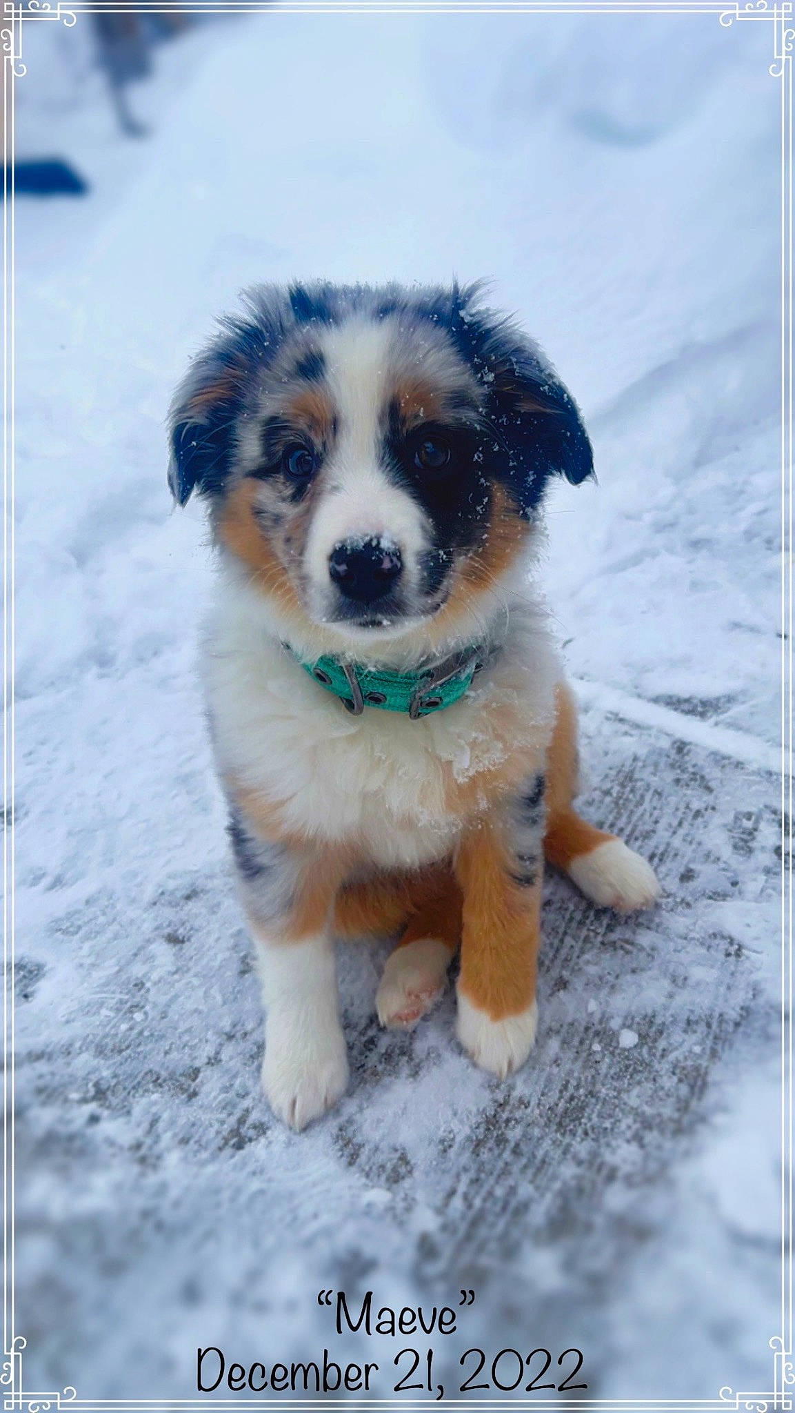Maeve is registered to the contest to win money with this photo: art, australian_shepherd, canidae, carnivore, companion_dog, dog, dog_breed, freezing, fur, herding_dog, plant, puppy, snout, snow, sporting_group, terrestrial_animal, whiskers, winter, working_animal, working_dog