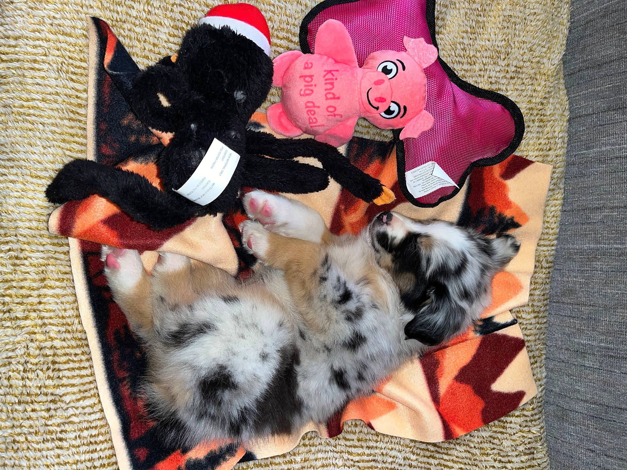Maeve is registered to the contest to win money with this photo: art, bow_tie, canidae, carmine, companion_dog, doll, fictional_character, font, fur, linens, magenta, pattern, paw, pink, plush, stuffed_toy, tail, toy, wool