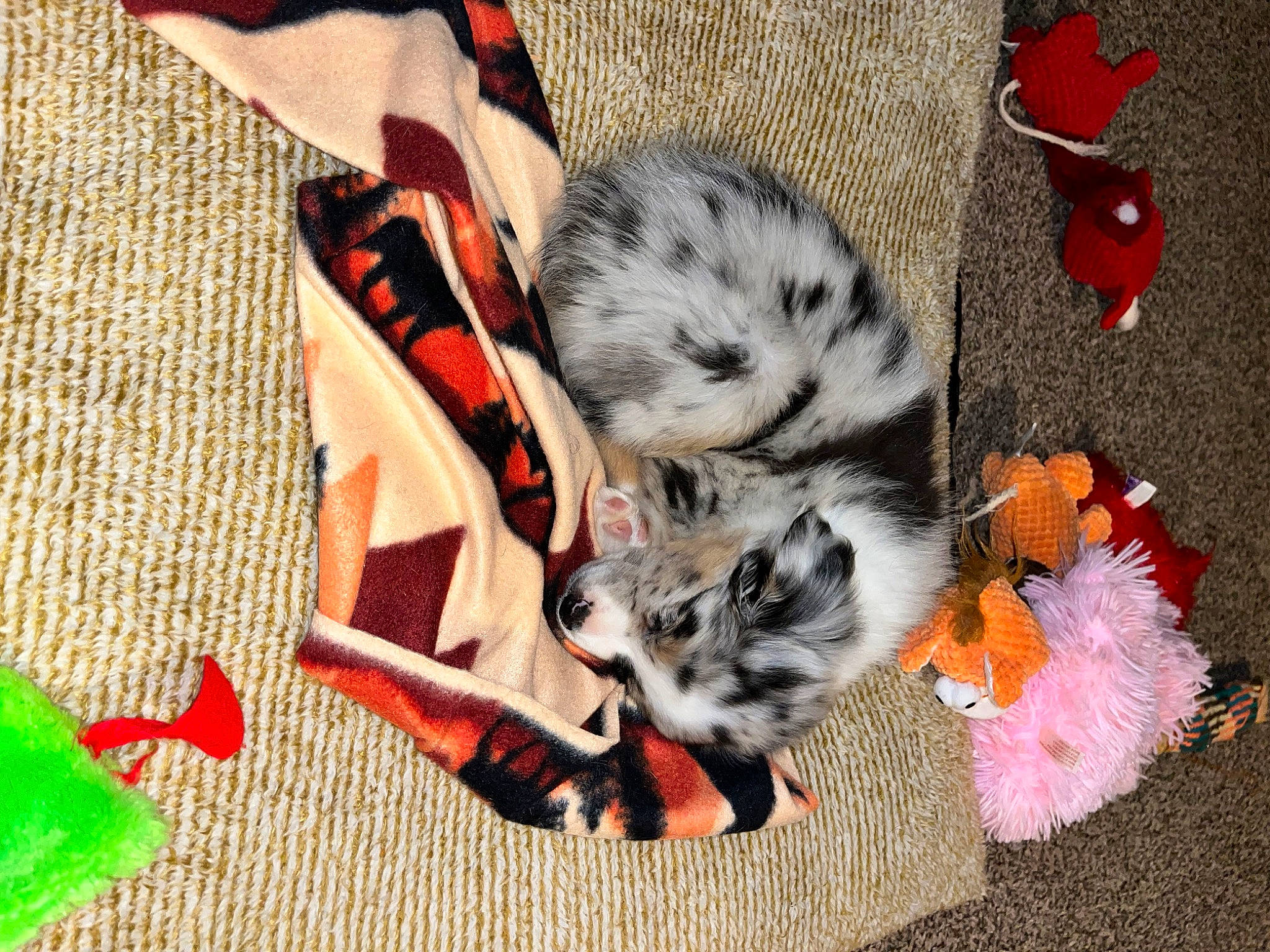 Maeve is registered to the contest to win money with this photo: carmine, carnivore, cat, cat_toy, claw, companion_dog, coquelicot, dog_breed, domestic_short_haired_cat, felidae, fur, grass, pattern, paw, petal, plant, small_to_medium_sized_cats, tail, whiskers