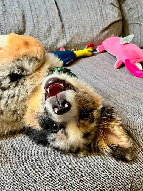 Maeve is registered to the contest to win money with this photo: carnivore, companion_dog, dog, dog_breed, dog_supply, fashion_accessory, fawn, felidae, fur, german_spitz, german_spitz_mittel, leash, paw, pomeranian, small_to_medium_sized_cats, snout, spitz, sporting_group, toy_dog, whiskers