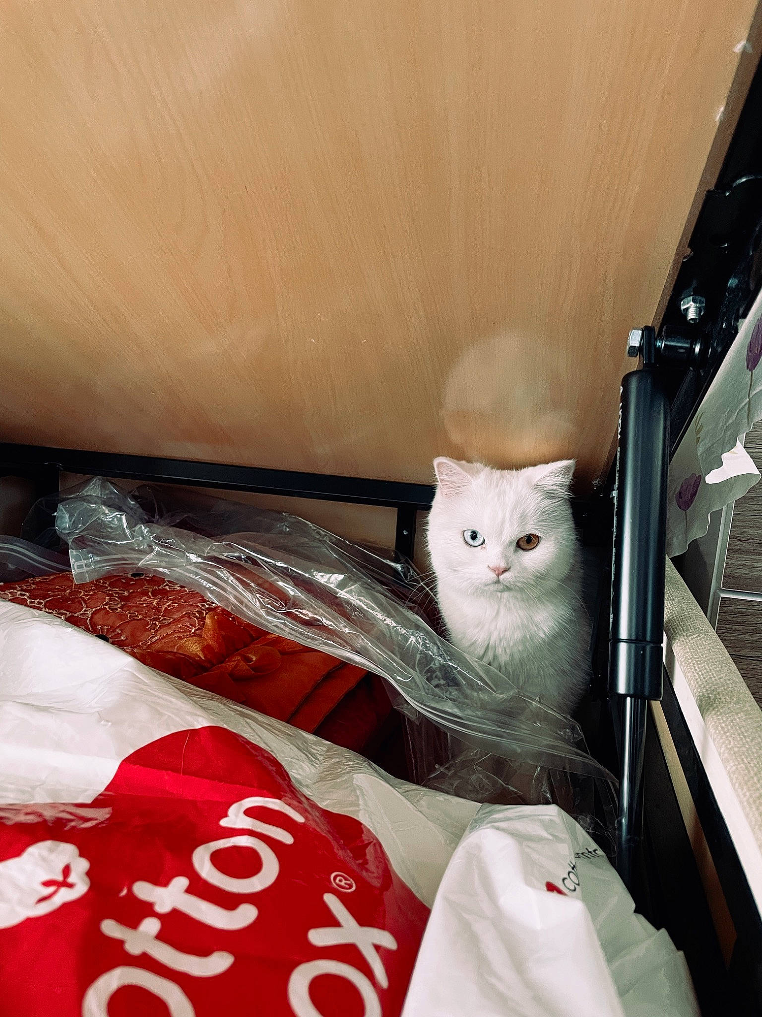 Venus is registered to the contest to win money with this photo: box, carmine, carnivore, cat, comfort, domestic_short_haired_cat, fawn, felidae, fur, hardwood, linens, logo, room, small_to_medium_sized_cats, tail, whiskers, wood