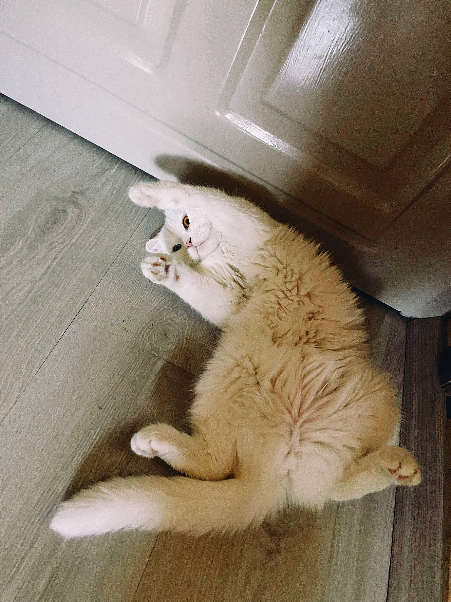 Venus joined the competition — help win amazing prizes! carnivore, cat, claw, comfort, domestic_short_haired_cat, fawn, felidae, floor, flooring, foot, fur, hardwood, nap, paw, small_to_medium_sized_cats, snout, tail, whiskers, wood, wood_flooring