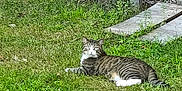 Bentley joined the competition — help win amazing prizes! cat, tabby_cat, grass, outdoor, fence, concrete, animal, pet, resting, alert, greenery, nature, mammal, whiskers, paws, striped, fur, eyes, daylight, ground