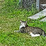 cat, tabby_cat, grass, outdoor, fence, concrete, animal, pet, resting, alert, greenery, nature, mammal, whiskers, paws, striped, fur, eyes, daylight, ground