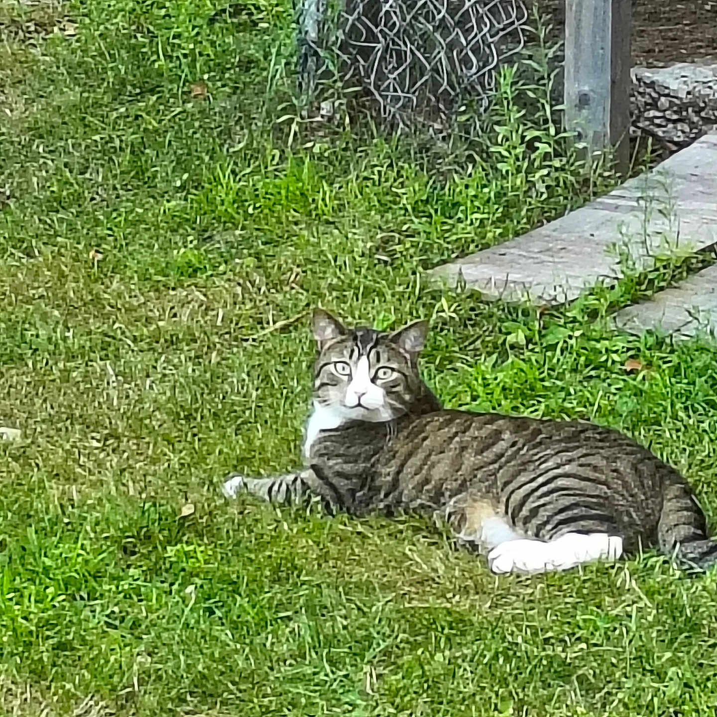 Bentley joined the competition — help win amazing prizes! alert, animal, cat, concrete, daylight, eyes, fence, fur, grass, greenery, ground, mammal, nature, outdoor, paws, pet, resting, striped, tabby_cat, whiskers