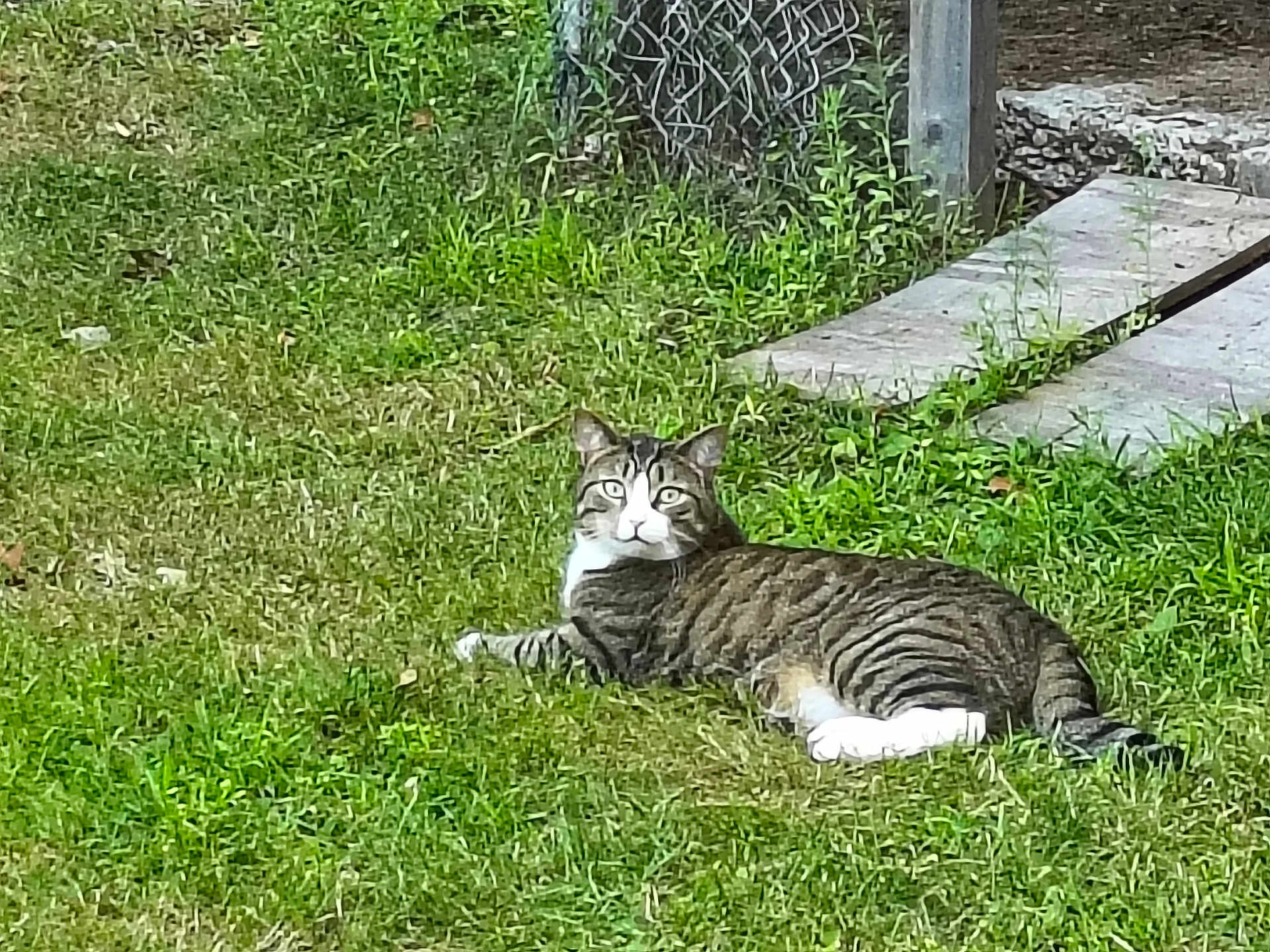 Bentley joined the competition — help win amazing prizes! cat, tabby_cat, grass, outdoor, fence, concrete, animal, pet, resting, alert, greenery, nature, mammal, whiskers, paws, striped, fur, eyes, daylight, ground