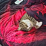Bentley joined the competition — help win amazing prizes! cat, tabby, pet, animal, sleepy, cozy, blanket, red, black, pattern, fur, whiskers, paws, bed, relaxed, indoor, cute, domestic, resting, comfort