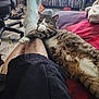 Bentley joined the competition — help win amazing prizes! cat, tabby_cat, person, legs, bed, blanket, indoor, furniture, chair, shoe, floor, relaxing, cozy, pet, sleeping, resting, home, casual, comfort, messy_room