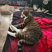 Bentley joined the competition — help win amazing prizes! cat, tabby_cat, bed, blanket, indoor, grooming, paw, feline, striped, resting, comfort, fur, tail, household, clutter, jar, paper_bag, floor, room, casual