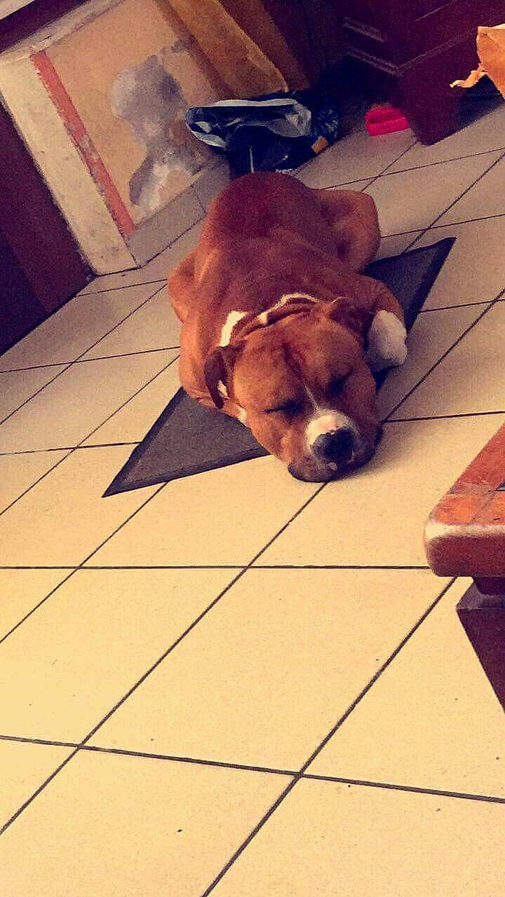 Nasko a rejoint le concours — aidez-le/la à gagner de superbes lots ! american_pit_bull_terrier, canidae, carnivore, companion_dog, dog, dog_breed, fawn, floor, flooring, non_sporting_group, nose, puppy, snout, sporting_group, staffordshire_bull_terrier, tile