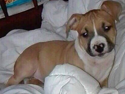 Nasko participe au concours pour gagner de l'argent avec cette photo : american_staffordshire_terrier, ancient_dog_breeds, canidae, carnivore, companion_dog, dog, dog_breed, fawn, feist, irishjacks, jack_russell_terrier, mammal, pit_bull, puppy, rare_breed_dog, russell_terrier, vertebrate