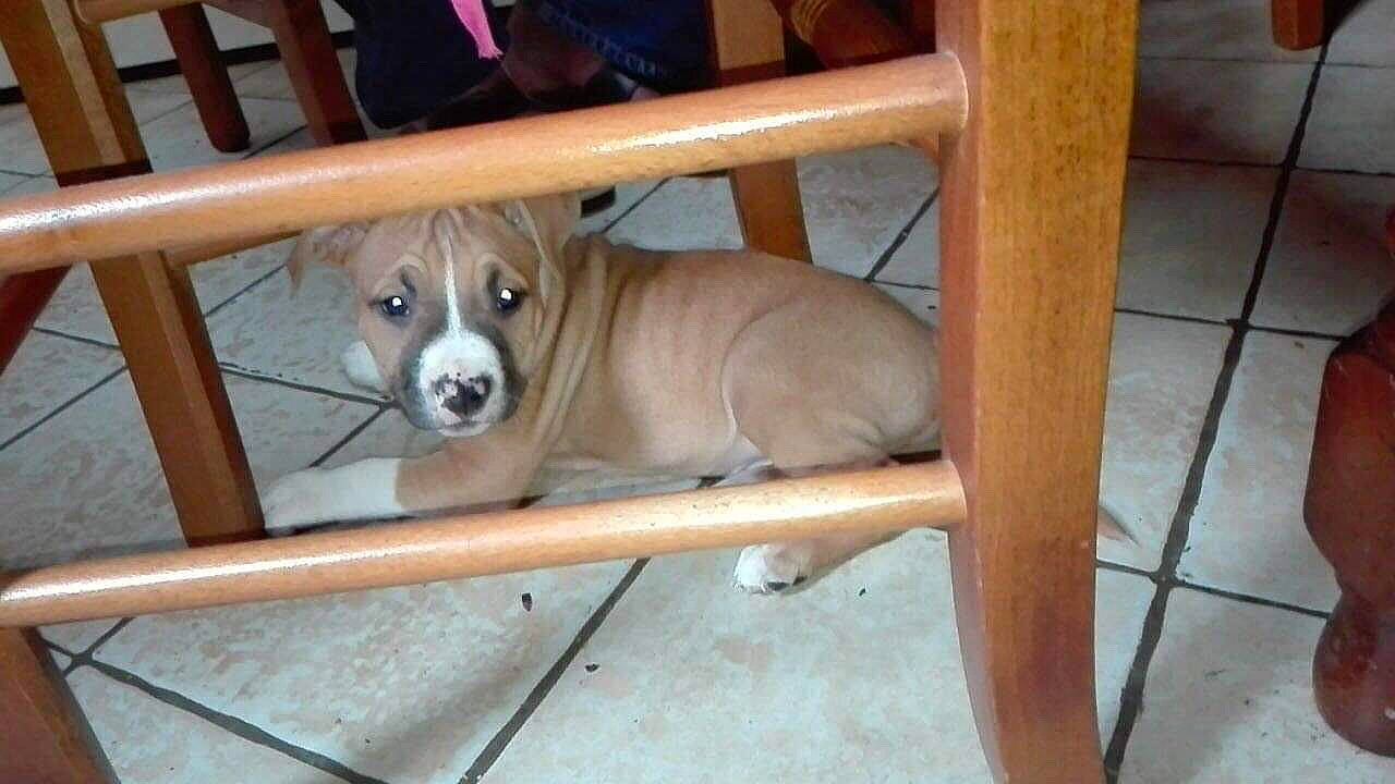 Nasko a rejoint le concours — aidez-le/la à gagner de superbes lots ! ancient_dog_breeds, animal_shelter, canidae, carnivore, companion_dog, dog, dog_breed, fawn, mammal, non_sporting_group, product, puppy, rare_breed_dog, snout