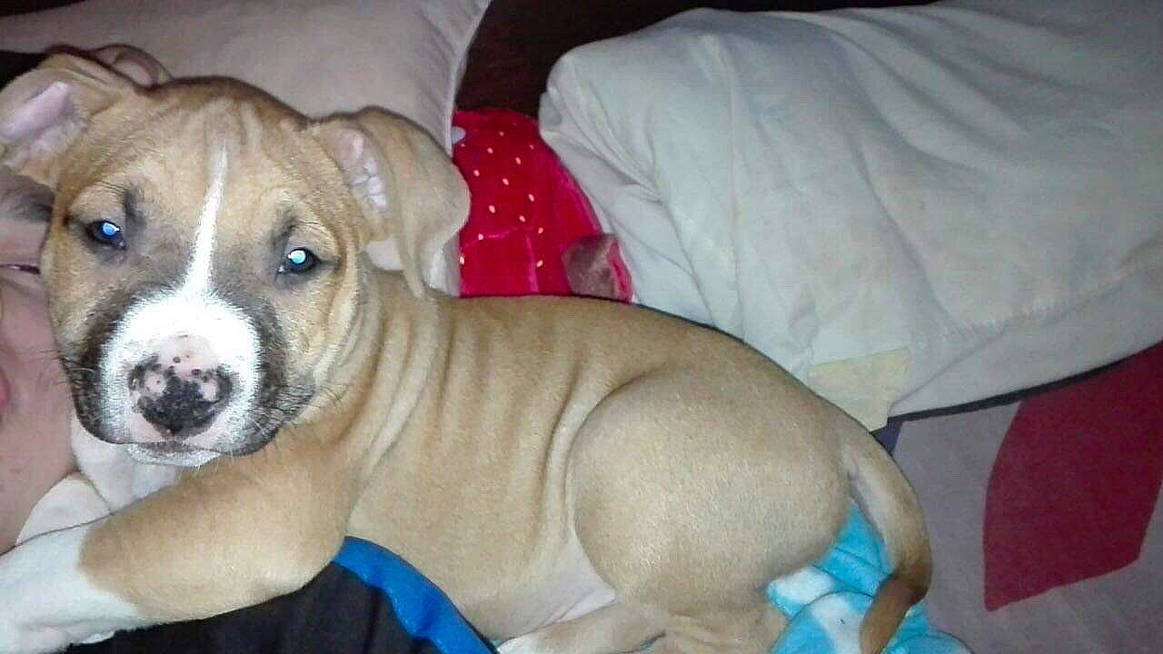 Nasko participe au concours pour gagner de l'argent avec cette photo : american_pit_bull_terrier, american_staffordshire_terrier, bulldog, canidae, carnivore, companion_dog, dog, dog_breed, fawn, mammal, non_sporting_group, pit_bull, puppy, rare_breed_dog, snout, valley_bulldog, vertebrate