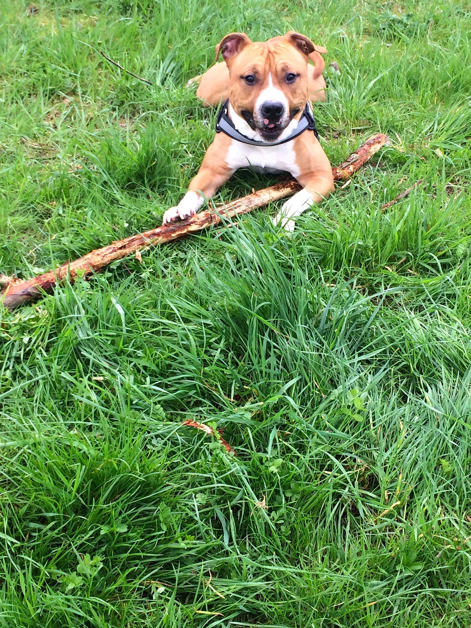 Nasko a rejoint le concours — aidez-le/la à gagner de superbes lots ! canidae, carnivore, companion_dog, dog, dog_breed, grass, hunting_dog, mammal, plant, sporting_group, vertebrate