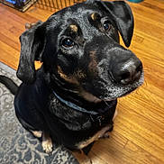 Bam joined the competition — help win amazing prizes! dog, black_and_tan, collar, pet, canine, indoor, floor, wooden_floor, rug, sitting, looking_up, ears, close_up, fur, animal, domestic, companion, portrait, friendly, alert