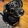 dog, black_and_tan, collar, pet, canine, indoor, floor, wooden_floor, rug, sitting, looking_up, ears, close_up, fur, animal, domestic, companion, portrait, friendly, alert