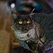 Tilly is registered to the contest to win money with this photo: cat, gray_cat, yellow_eyes, pet, indoor, collar, bell, fur, whiskers, animal, cozy, bed, relaxed, portrait, feline, domestic_cat, resting, cute, closeup, fluffy