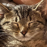 Moses joined the competition — help win amazing prizes! calm, cat, close_up, closed_eyes, cozy, cute, domestic_animal, ears, face, feline, fur, indoor, muzzle, nose, pet, portrait, relaxed, sleeping, tabby_cat, whiskers