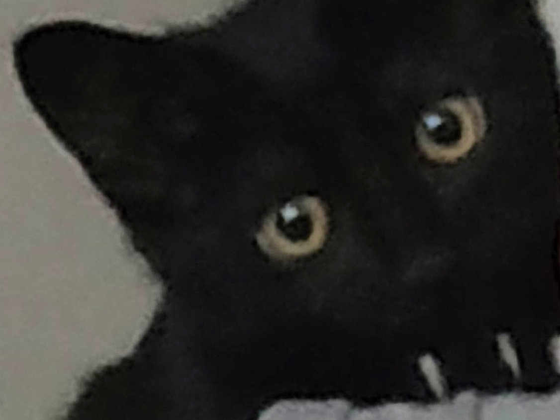 Bagheera