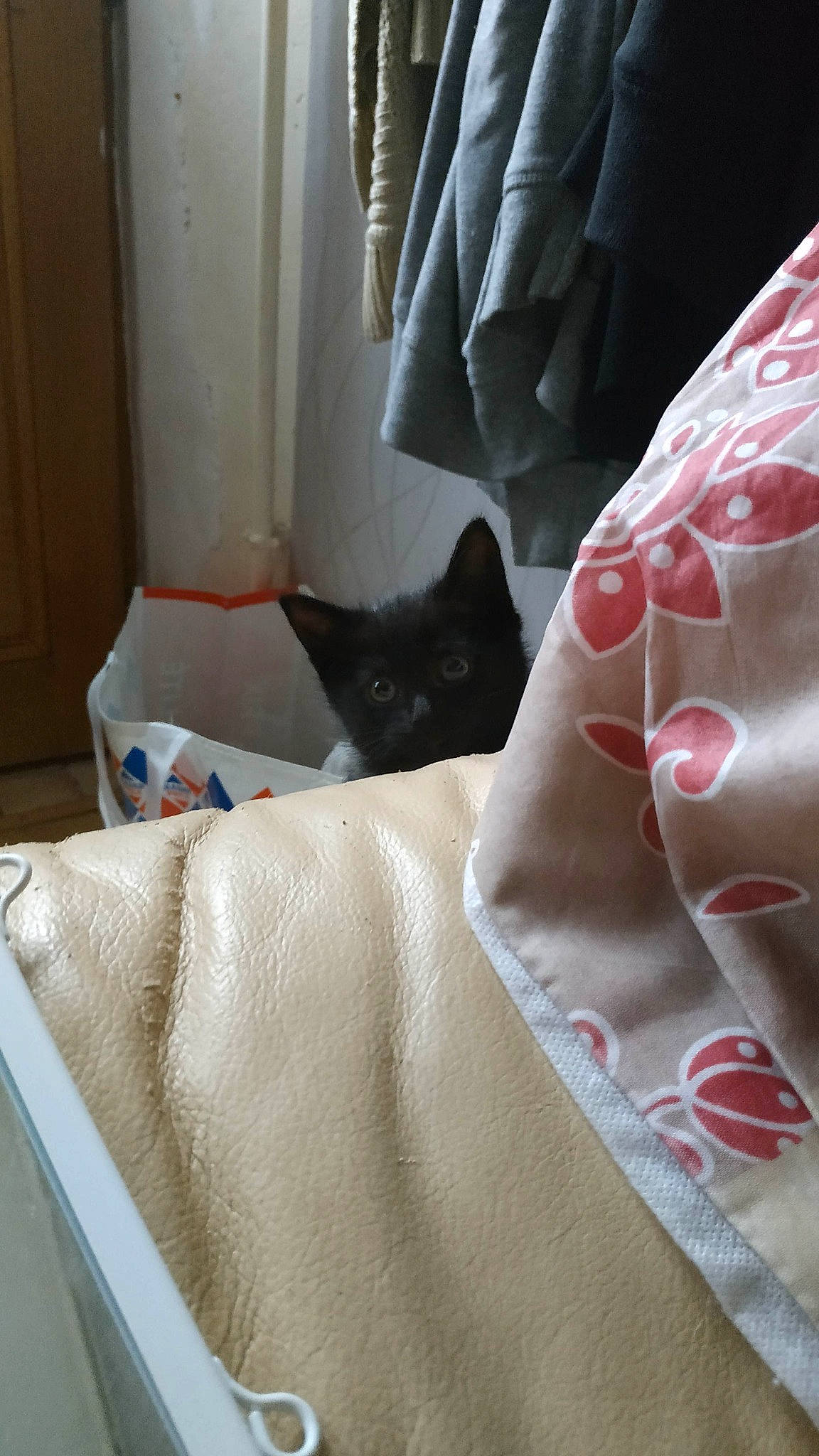 Bagheera participe au concours pour gagner de l'argent avec cette photo : bed, bed_sheet, bedding, blanket, cat, comfort, cushion, fawn, furniture, interior_design, linens, pillow, room, textile