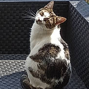 Loulou a rejoint le concours — aidez-le/la à gagner de superbes lots ! animal, cat, chair, curious, daylight, domestic, ears, fence, fur, greenery, looking, nature, outdoor, pet, relaxing, sitting, sunlight, tail, texture, whiskers