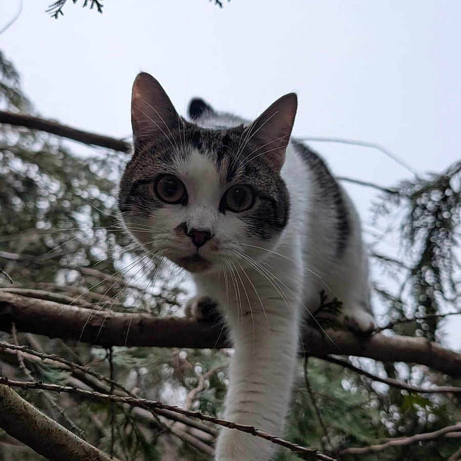 Loulou a rejoint le concours — aidez-le/la à gagner de superbes lots ! animal, branches, cat, claws, climbing, closeup, curious, exploration, eyes, feline, forest, gray, mammal, nature, outdoor, paw, pet, tree, white, wildlife