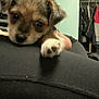 puppy, dog, pet, close_up, paw, indoor, person, clothing, coat, hanger, resting, cute, young, animal, black, brown, white, face, fur, lap