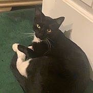 Flash joined the competition — help win amazing prizes! cat, black_cat, white_paws, indoor, carpet, door, pet, animal, feline, curled_up, looking, whiskers, ears, tail, floor, home, cozy, relaxed, domestic, yellow_eyes