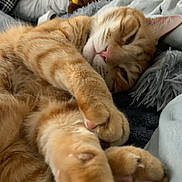 Pumpkin is registered to the contest to win money with this photo: cat, ginger_cat, tabby, pet, sleepy, stretching, paw, bed, blanket, plush_toy, soft_texture, indoor, closeup, feline, cute, relaxed, cozy, fur, whiskers, pink_nose