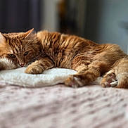 Tiago participe au concours pour gagner de l'argent avec cette photo : cat, ginger_cat, fluffy, sleepy, relaxed, pet, indoor, blanket, fur, whiskers, paws, soft, cozy, closeup, animal, domestic_cat, laying_down, bed, feline, resting