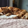 cat, ginger_cat, fluffy, sleepy, relaxed, pet, indoor, blanket, fur, whiskers, paws, soft, cozy, closeup, animal, domestic_cat, laying_down, bed, feline, resting