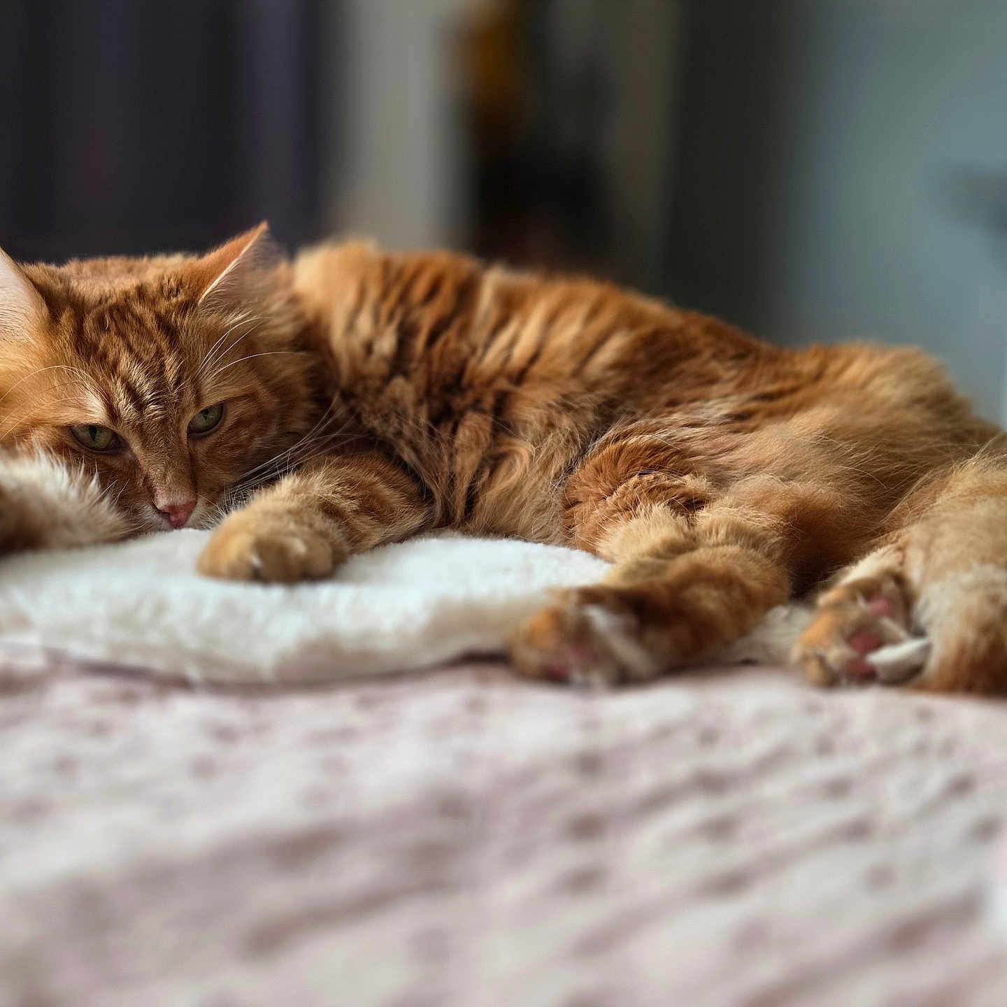 Tiago participe au concours pour gagner de l'argent avec cette photo : animal, bed, blanket, cat, closeup, cozy, domestic_cat, feline, fluffy, fur, ginger_cat, indoor, laying_down, paws, pet, relaxed, resting, sleepy, soft, whiskers