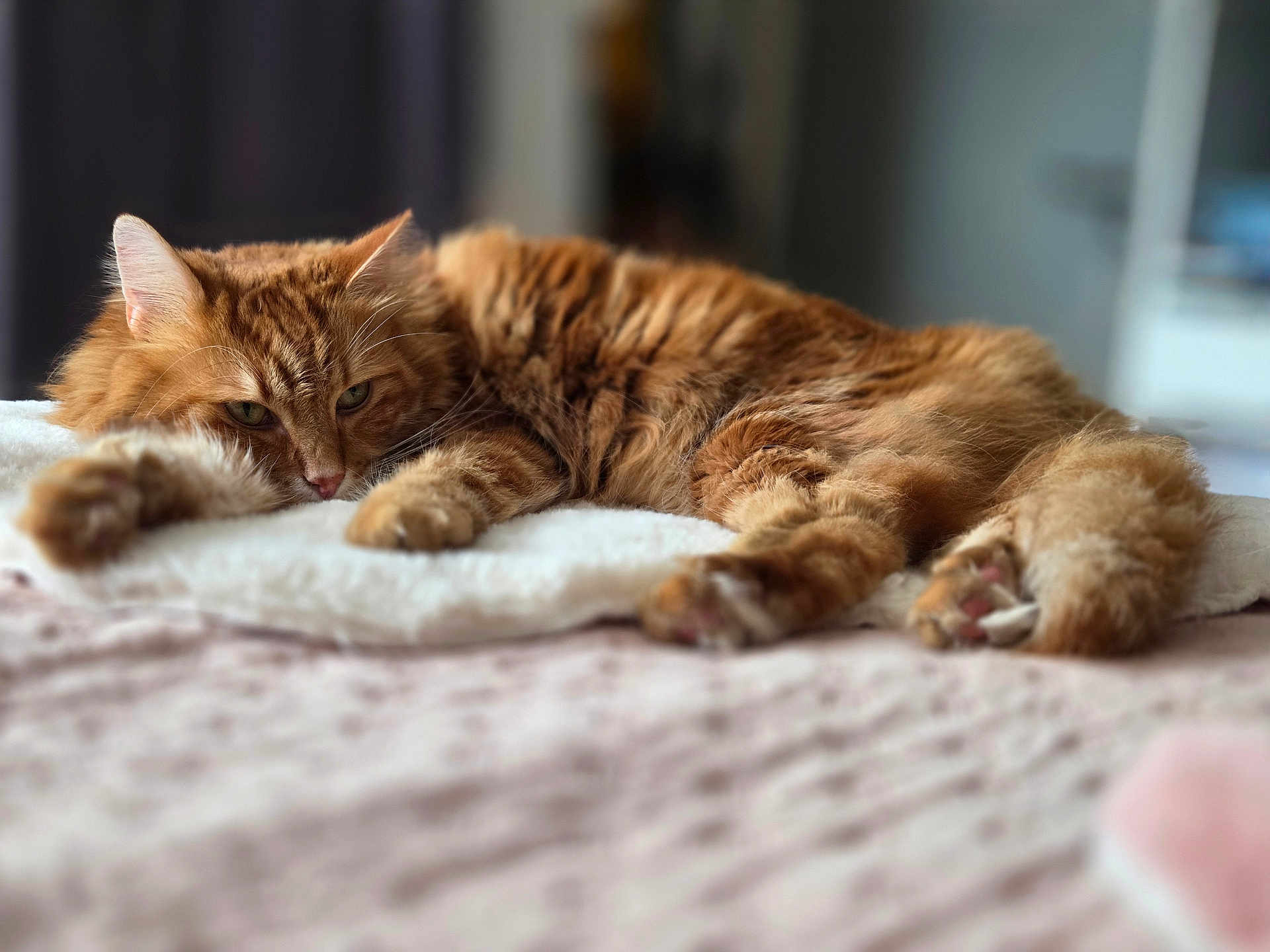 Tiago participe au concours pour gagner de l'argent avec cette photo : cat, ginger_cat, fluffy, sleepy, relaxed, pet, indoor, blanket, fur, whiskers, paws, soft, cozy, closeup, animal, domestic_cat, laying_down, bed, feline, resting