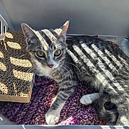 Sissy is registered to the contest to win money with this photo: cat, kitten, tabby_cat, whiskers, golden_eyes, sunlight, shadow_stripes, cardboard_scratch_pad, knit_blanket, paw, tail, indoor, portrait, close_up, fur, ears, looking_at_camera, cozy, texture, crate