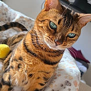 Satine participe au concours pour gagner de l'argent avec cette photo : cat, bengal_cat, pet, animal, feline, green_eyes, striped_fur, indoor, blanket, toy, close_up, portrait, cozy, resting, domestic, furniture, living_room, whiskers, ears, tail
