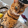 cat, bengal_cat, pet, animal, feline, green_eyes, striped_fur, indoor, blanket, toy, close_up, portrait, cozy, resting, domestic, furniture, living_room, whiskers, ears, tail