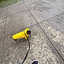 Kash joined the competition — help win amazing prizes! black_dog, casual_clothing, daytime, dog, footwear, greenery, leash, looking_back, outdoor, pavement, person, raincoat, shoes, sidewalk, sidewalk_tiles, small_dog, urban, walking, wet_ground, yellow_raincoat