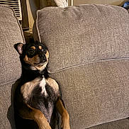 Kash joined the competition — help win amazing prizes! animal, beige, comfort, companion, couch, cute, dog, ears, fur, furniture, household, indoor, nose, paw, pet, relaxed, sitting, small_dog, snout, tail