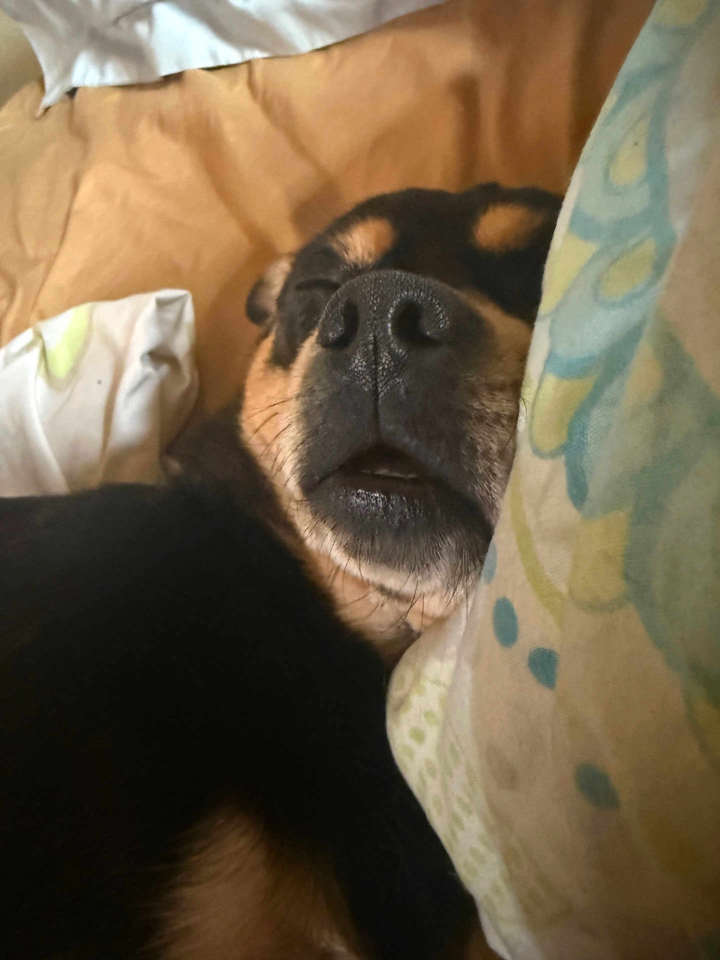 Kash