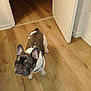 dog, french_bulldog, pet, indoor, wooden_floor, open_door, curious, brown, white, small_dog, ears, looking_up, flooring, house, domestic_animal, companion, canine, standing, leash, alert