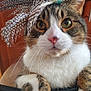 Simon joined the competition — help win amazing prizes! cat, tabby, feathers, hat, chair, paws, curious, indoor, pet, fur, whiskers, closeup, domestic, animal, cute, brown, white, yellow_feather, black_spotted_feathers, kitchen