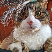 Simon joined the competition — help win amazing prizes! cat, tabby, feathers, hat, chair, paws, curious, indoor, pet, fur, whiskers, closeup, domestic, animal, cute, brown, white, yellow_feather, black_spotted_feathers, kitchen