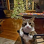 cat, chair, christmas_tree, lights, living_room, wood_floor, window, reflection, table, holiday, decorations, indoor, pet, feline, curious, night, cozy, home, furniture, animal