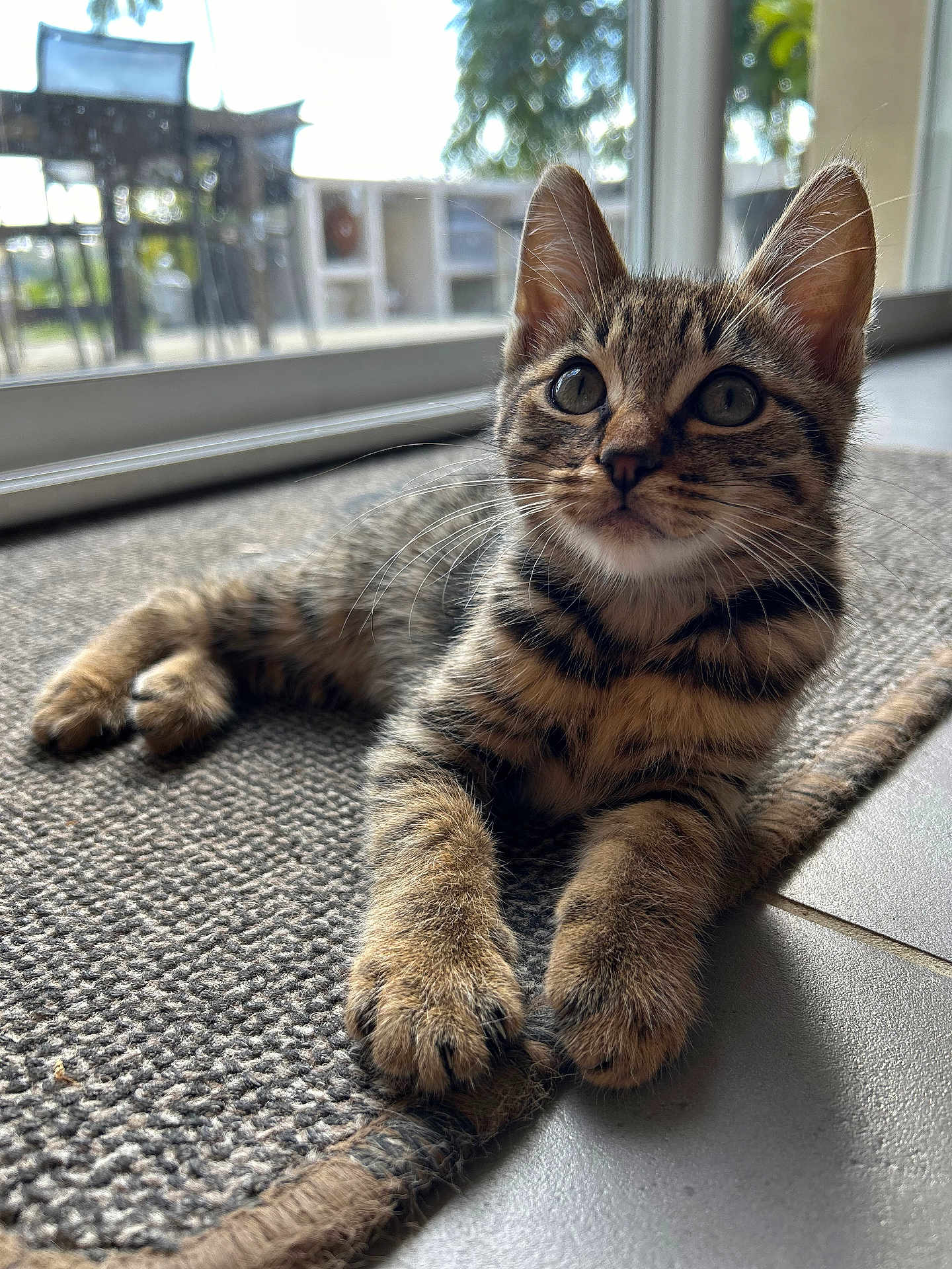 Achille a rejoint le concours — aidez-le/la à gagner de superbes lots ! kitten, tabby, cat, indoor, rug, paws, whiskers, window, sunlight, floor, curious, pet, animal, feline, young, cute, fluffy, relaxed, texture, playful