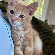 Ramses participe au concours pour gagner de l'argent avec cette photo : kitten, cat, ginger_cat, pet, indoor, cozy, cushion, blanket, fur, whiskers, ears, eyes, closeup, portrait, home, soft_lighting, feline, cute, young, curious
