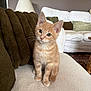 kitten, cat, ginger_cat, tabby, pet, indoor, couch, pillows, lamp, living_room, furniture, green_eyes, cute, small, fur, whiskers, sitting, domestic_animal, cozy, curious