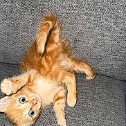 Ron a rejoint le concours — aidez-le/la à gagner de superbes lots ! kitten, cat, orange_cat, blue_eyes, playful, couch, gray_couch, pet, fur, whiskers, paws, tail, indoor, cute, animal, young, feline, relaxed, texture, closeup