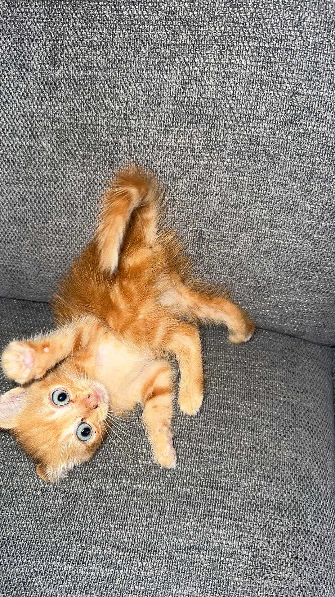 Ron a rejoint le concours — aidez-le/la à gagner de superbes lots ! kitten, cat, orange_cat, blue_eyes, playful, couch, gray_couch, pet, fur, whiskers, paws, tail, indoor, cute, animal, young, feline, relaxed, texture, closeup