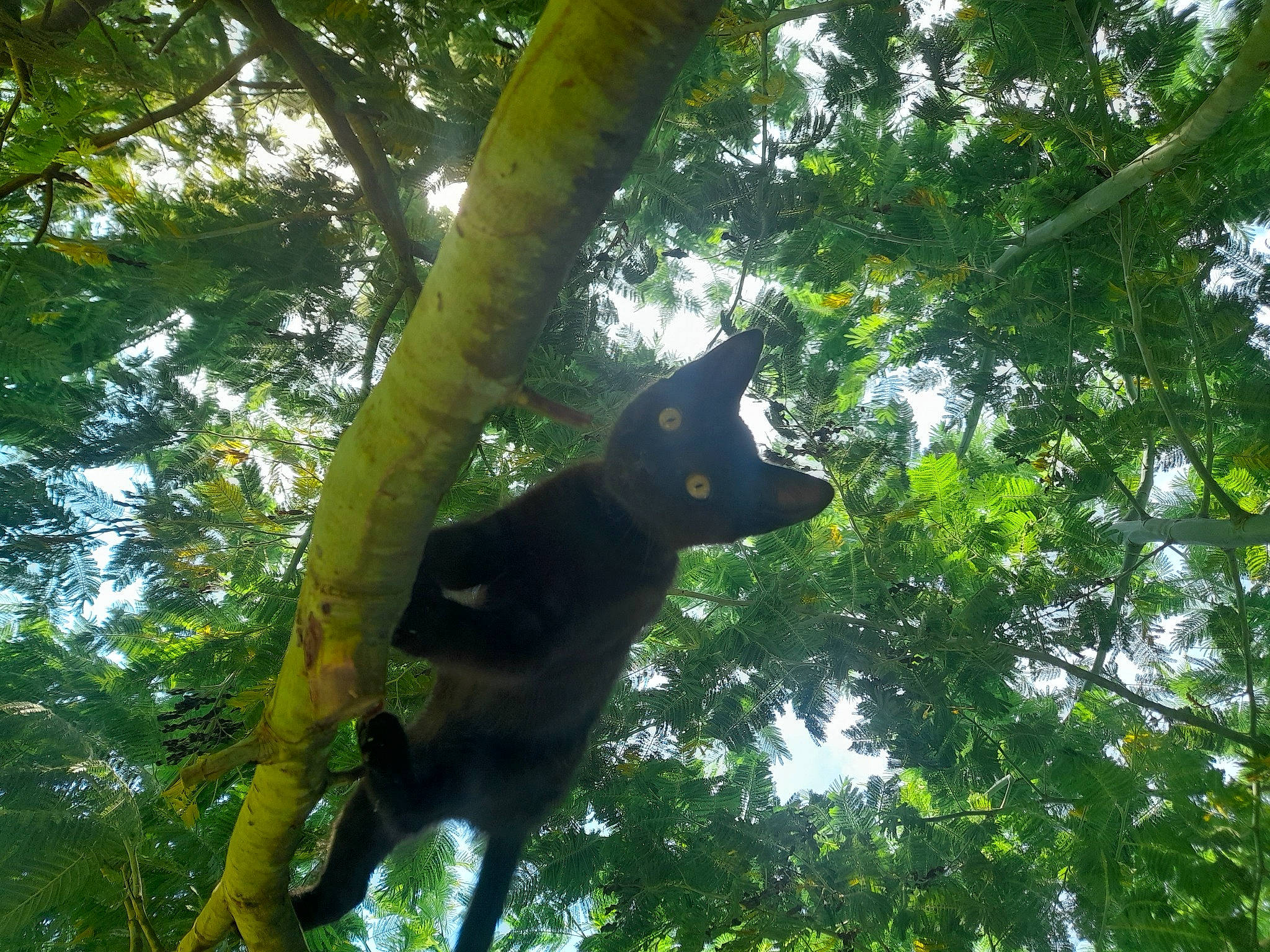 Lucifer a rejoint le concours — aidez-le/la à gagner de superbes lots ! carnivore, deciduous, felidae, forest, jungle, northern_hardwood_forest, plant, plant_stem, shade, sky, tail, temperate_broadleaf_and_mixed_forest, terrestrial_animal, terrestrial_plant, tints_and_shades, tree, trunk, twig, wildlife, woodland