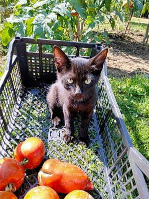 Lucifer a rejoint le concours — aidez-le/la à gagner de superbes lots ! carnivore, cat, fawn, felidae, food, fruit, grass, ingredient, natural_foods, plant, produce, small_to_medium_sized_cats, snout, staple_food, superfood, tail, terrestrial_animal, vegetable, whiskers, whole_food